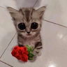Stickers Gatitos con Flores 💐