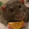 Stickers Ratitas Randoms 🧀