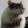 Stickers Ratitas Randoms 🧀