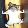 Stickers Ratitas Randoms 🧀