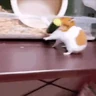 Stickers Hamsters Mov 🐹