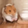 Stickers Hamsters Mov 🐹