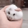 Stickers Hamsters Mov 🐹