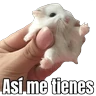 Stickers Memes Hamsters