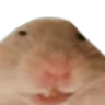 Stickers Memes Hamsters