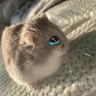 Stickers Hamsters ❤️