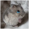 Stickers Hamsters ❤️