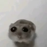 Stickers hamster triste tiktok 