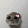 Stickers hamster triste tiktok 