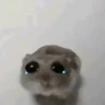 Stickers hamster triste tiktok 