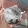 Stickers 🐭Ratitas🐭 