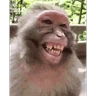 Stickers Changuitos🐒 