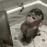 Stickers 🤎🐵Monitos randoms🐵🤎 