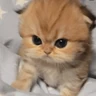 Stickers 🥺🐱Michitos tiernos🐱🥺 