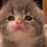 Stickers 🥺🐱Michitos tiernos🐱🥺 