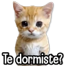 Stickers MICHIS Mix 🐾😻 ➊ 