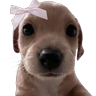 Stickers Doggies Memes 