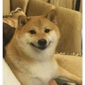 Stickers Doggies Memes 