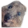 Stickers Quokkas, los Animales Más Felices del Mundo
