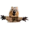 Stickers Quokkas, los Animales Más Felices del Mundo