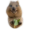 Stickers Quokkas, los Animales Más Felices del Mundo