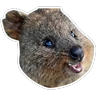 Stickers Quokkas, los Animales Más Felices del Mundo