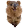 Stickers Quokkas, los Animales Más Felices del Mundo