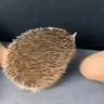 Stickers Erizo 🦔 Mov