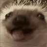 Stickers Erizo 🦔 Mov