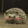 Stickers Erizo 🦔 Mov