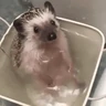 Stickers Erizo 🦔 Mov