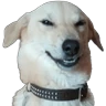 Stickers Reacciones Perritos! 🐕 

