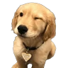 Stickers Reacciones Perritos! 🐕 
