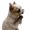 Stickers Reacciones Perritos! 🐕 
