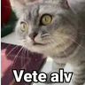 Stickers 🤎Gatitos con Frases⓷🐈‍⬛😼
