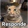Stickers 🤎Gatitos con Frases⓷🐈‍⬛😼
