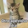 Stickers 🤎Gatitos con Frases⓷🐈‍⬛😼
