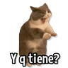 Stickers Gatitos pa tu Chat😺💗
