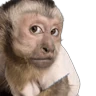 Stickers Monitos para reaccionar 🐵🐒🙈 
