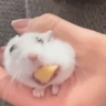 Stickers 🐹Ratitas cutes🐹 
