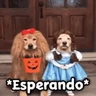 Stickers 🎃 Halloween Pets 🎃 
