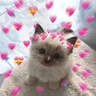 Stickers Explosión de amor 6💘💕💓💗💖💝 

