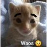 Stickers Waos - Perro con cejas🐶 
