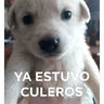 Stickers Waos - Perro con cejas🐶 
