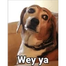 Stickers Waos - Perro con cejas🐶 
