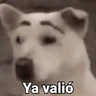Stickers Waos - Perro con cejas🐶 
