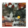 Stickers Michis memes 😹😼 
