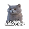 Stickers Michis memes 😹😼 
