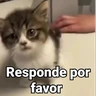Stickers Gatitos Locos 2😼 
