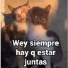 Stickers Gatitos Locos 2😼 
